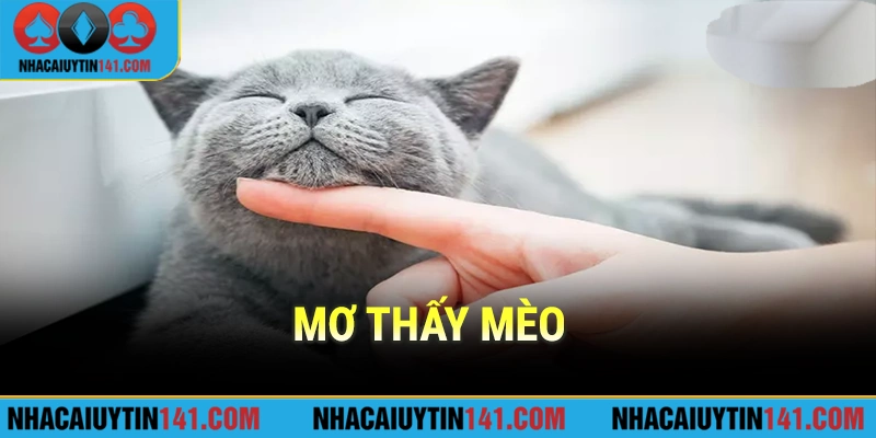 Mơ thấy mèo